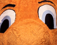 Generation Orange Images-5